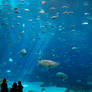 Georgia Aquarium 6