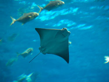 Georgia Aquarium 8