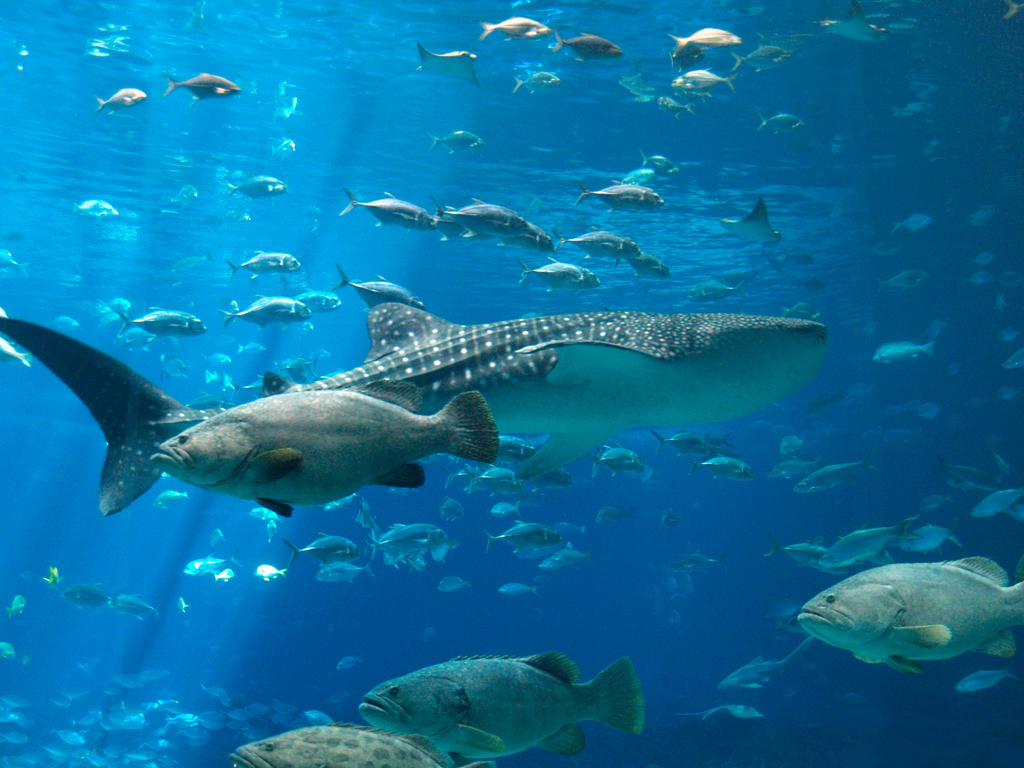 Georgia Aquarium: Atlanta, GA