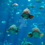 Georgia Aquarium 40