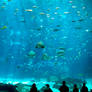 Georgia Aquarium 43