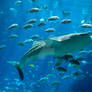 Georgia Aquarium 44