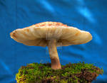 HDR Mushroom 1 by Dracoart-Stock