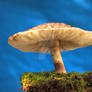 HDR Mushroom 2