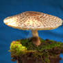 HDR Mushroom 3