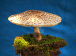 HDR Mushroom 3