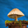HDR Mushroom 5