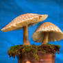 HDR Mushrooms 6