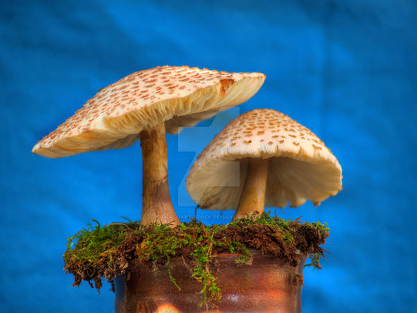HDR Mushrooms 6