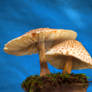 HDR Mushrooms 7