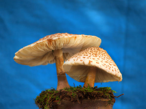 HDR Mushrooms 7