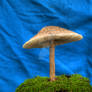 More HDR Mushrooms 1