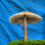 More HDR Mushrooms 2
