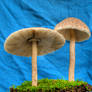 More HDR Mushrooms 3