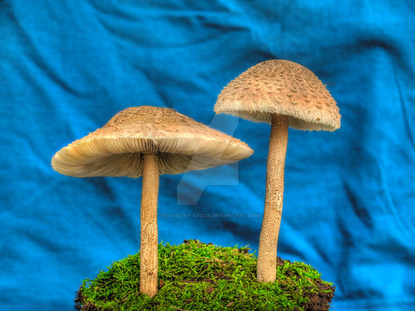More HDR Mushrooms 4
