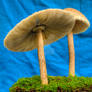 More HDR Mushrooms 5