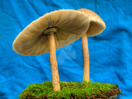 More HDR Mushrooms 5
