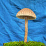 More HDR Mushrooms 6