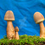 More HDR Mushrooms 7