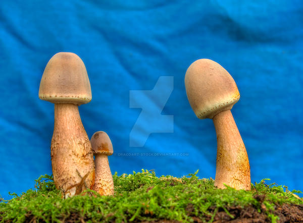 More HDR Mushrooms 7