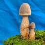 More HDR Mushrooms 9
