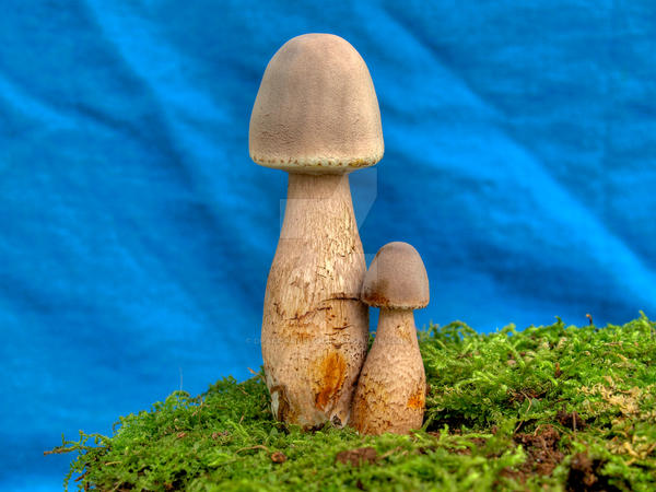 More HDR Mushrooms 9