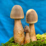 More HDR Mushrooms 10