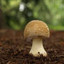 Mushroom Madness 4