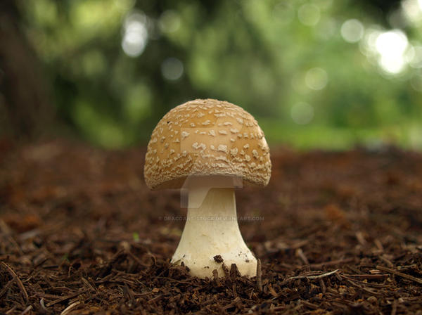 Mushroom Madness 4