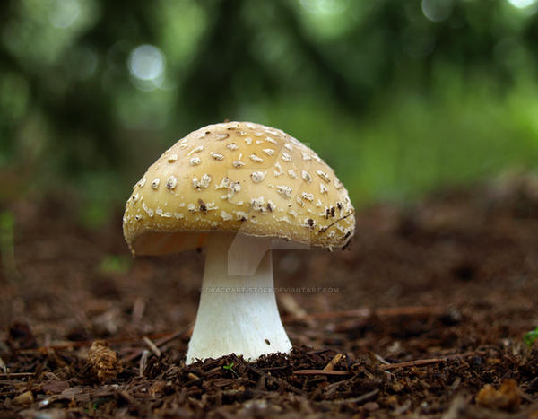 Mushroom Madness 8