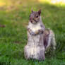 Curious Squirrel