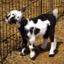 Baby Goats 1