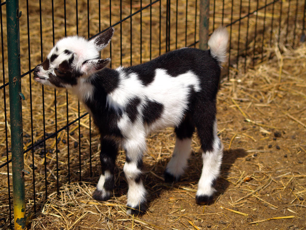 Baby Goats 1