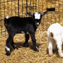 Baby Goats 2