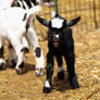 Baby Goats 4