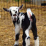 Baby Goats 5