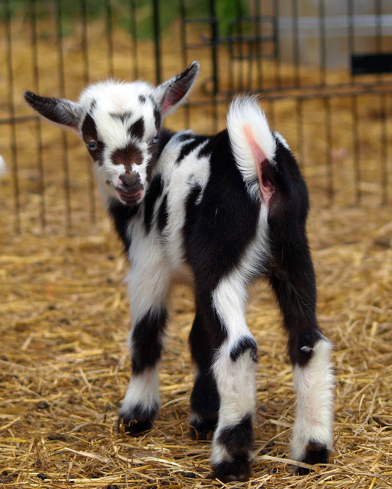 Baby Goats 5 by Dracoart-Stock Baby Goats 5 by Dracoart-Stock