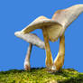 More Mushrooms 3