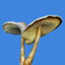 More Mushrooms 4