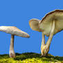 More Mushrooms 9