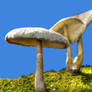 More Mushrooms 11