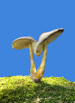 More Mushrooms 13