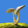 More Mushrooms 14