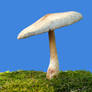 More Mushrooms 15