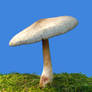 More Mushrooms 16