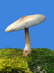 More Mushrooms 16
