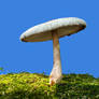 More Mushrooms 17