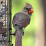 Birds of Spring 8