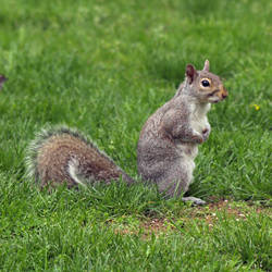 Squirrelzzz 1