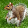 Squirrelzzz  2